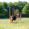Trixie Trixie Agility Slalom - ø 3 × 115 Cm - 12 Stokken -Dierengezondheidswinkel trixie trixie agility slalom o 3 115 cm 12 stokken