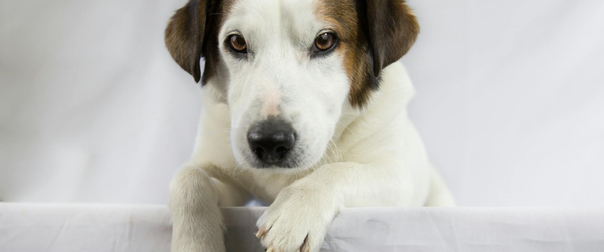 Dierengezondheidswinkel -Dierengezondheidswinkel pexels 42north 1287830